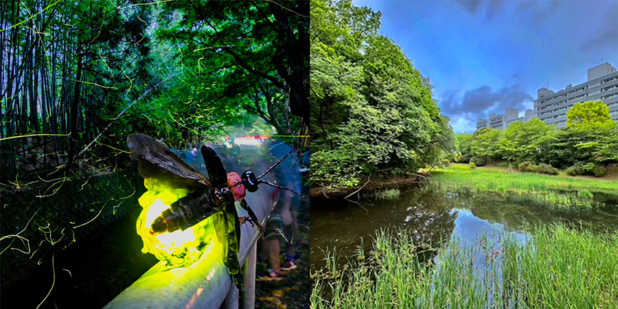 横浜キャンパスにホタルを!